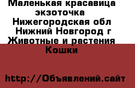 Маленькая красавица - экзоточка. - Нижегородская обл., Нижний Новгород г. Животные и растения » Кошки   